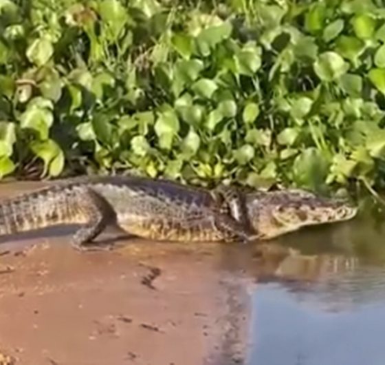 Serpente enrolada em jacaré no Pantanal. Foto: Rubiane Pazeto