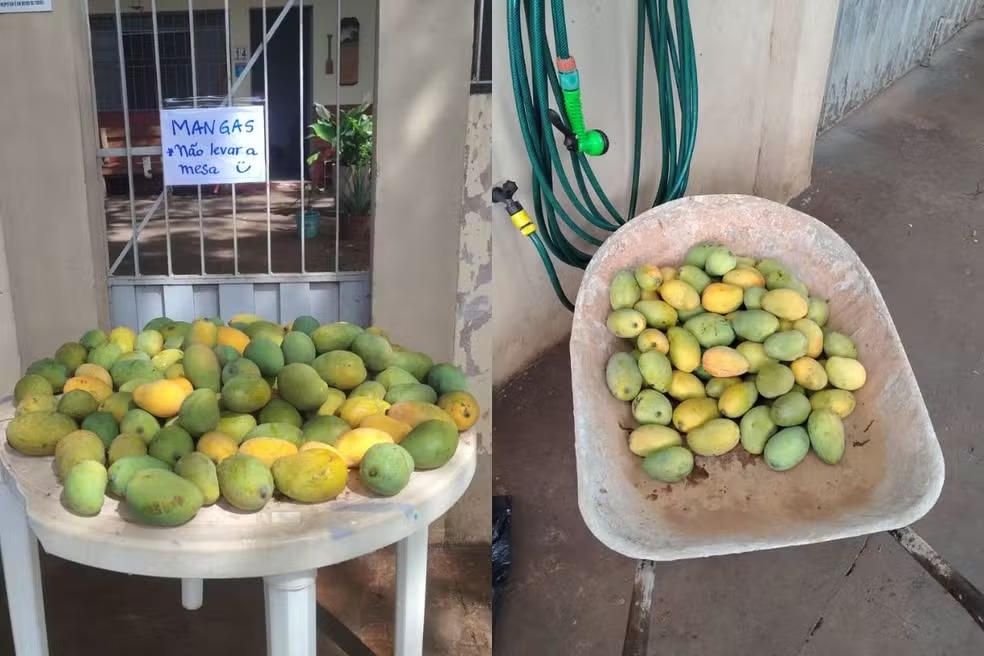 Mangas chamam a atenção na frente da casa de Fernanda Chilante. Foto: Arquivo pessoal