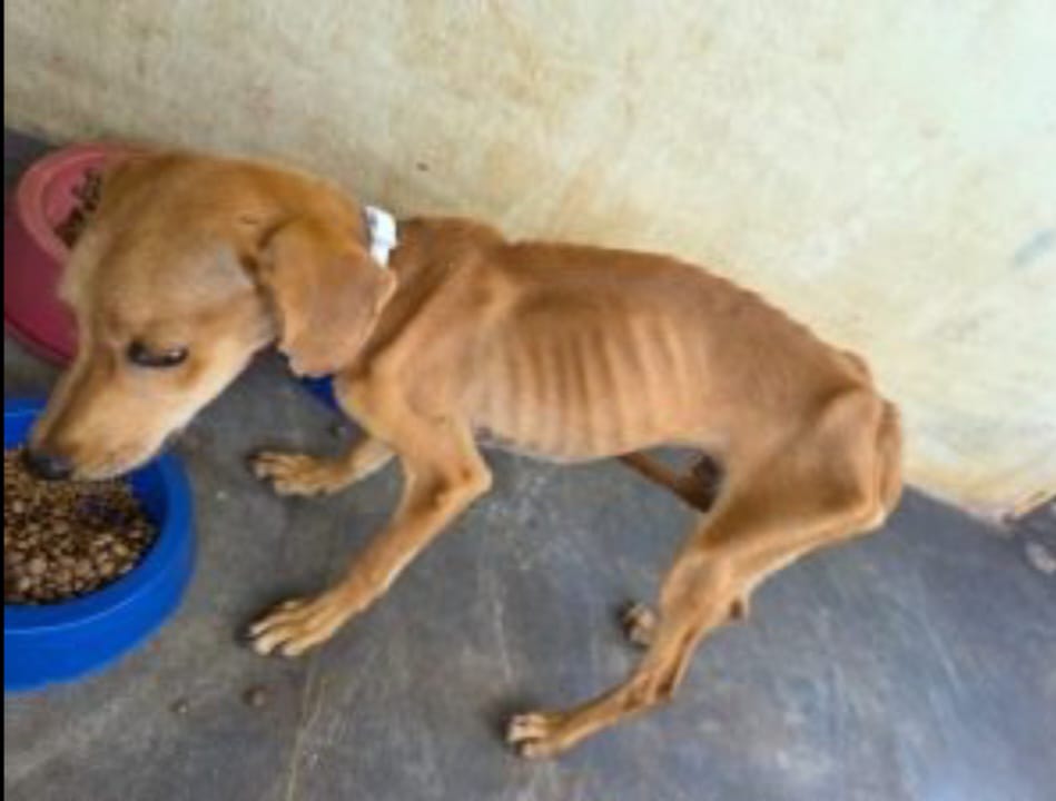 Homem que deixou cachorros amarrados sem água e comida é preso em MS. Foto: PCMS