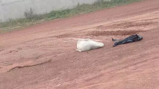 Cadáver dentro de saco em rua de terra em Coxim.  Foto: Reprodução WhatsApp