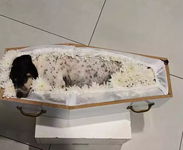 Cachorinha colocada em caixão para ser sepultada ao lado da família. Foto: Pax Sudoeste/Divulgação