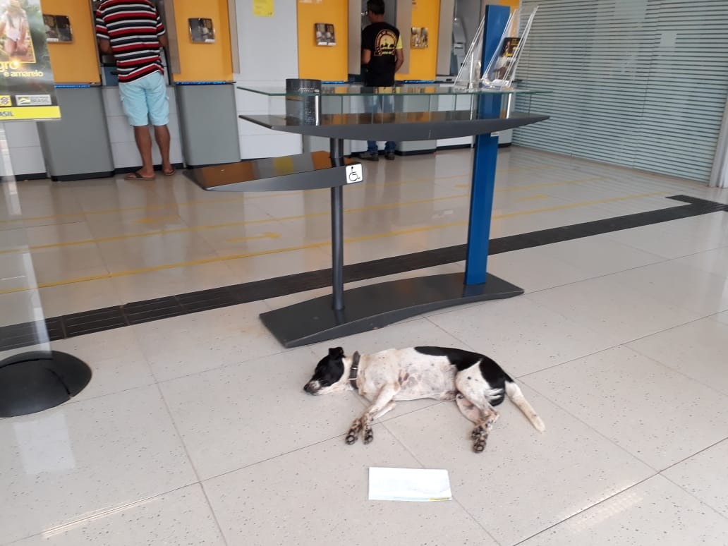 Cachorro no setor de atendimento do Banco do Brasil em Coxim. Foto: Valdeir Simão - Diário X