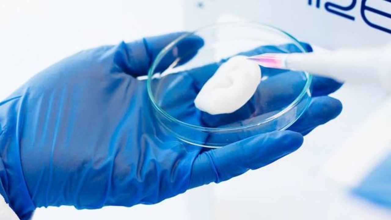Orelha impressa em 3D; biomaterial é usado atualmente para pesquisas acadêmicas e testes farmacêuticos (Foto: Cellink)